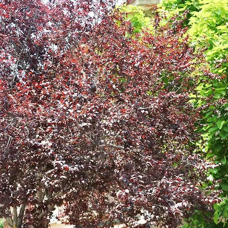 Il Giardino Di Casa Vacanze T6
